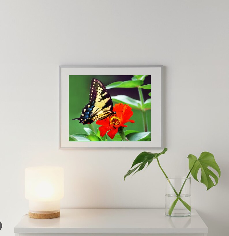 Butterfly Print Butterfly Photo Butterfly Decor Wall Art Etsy