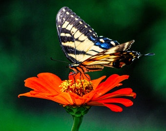 Schmetterling Fotodruck Schmetterling Fotografie Schmetterling Wandkunst Fine Art Fotografie Natur Fotografie Botanischer Garten Kunst rot gelb blau