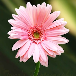 Daisy photograph, Pink Floral Photography, Floral Photos, Floral Photography Print, fine art photography, floral botanical, wall art print