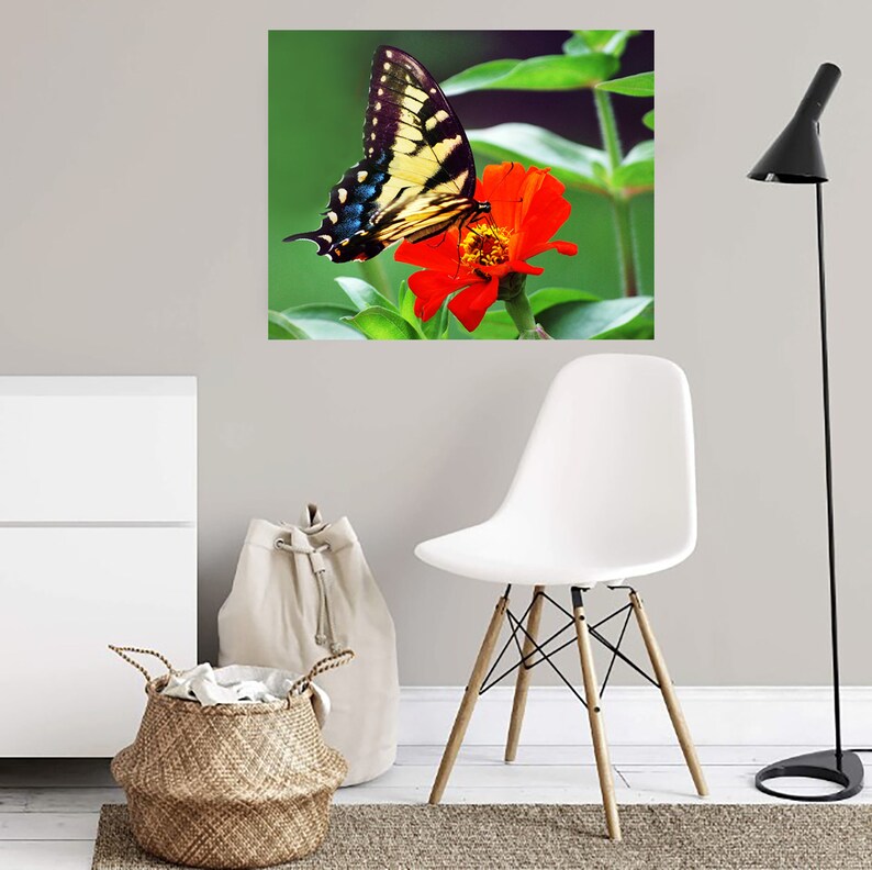 Butterfly Print Butterfly Photo Butterfly Decor Wall Art Etsy