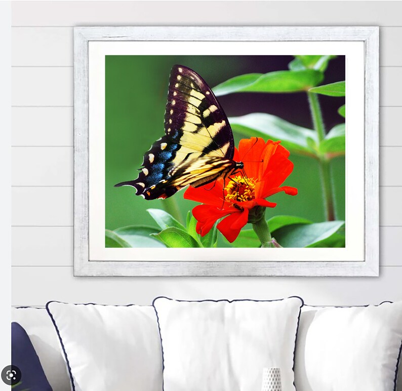 Butterfly Print Butterfly Photo Butterfly Decor Wall Art Etsy