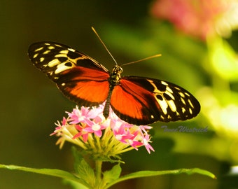 Butterfly Print, Butterfly Photography, Butterfly Photo, Wall Art, Fine Art Photography, Nature Photography, Botanical garden, summer