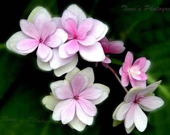 Floral Photography, Pink Purple Flower, Floral Botanical, Nature Photography, Fine Art Print, Flower Photo, Print Floral, Wall Decor