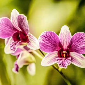 Orchid Print, Orchid Photography, Orchid Photo, Orchid Photo Print, Pink Wall Art, Floral Photography, Floral Photos Print