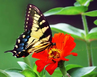 Butterfly Print, Butterfly Photo, Butterfly Decor, Wall Art, Fine Art Photography, Nature Photography, Botanical Art, Red Yellow Black