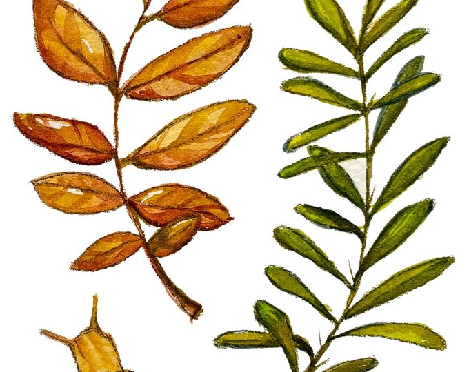 Art Print - Snail & Twigs