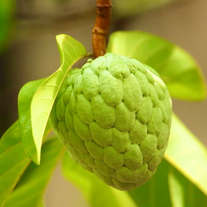 Tall Fruit Trees - Harvesting Fruit From Tall Trees - How To Reach High Up Fruit - The tall, slender growth is more pronounced in young trees.