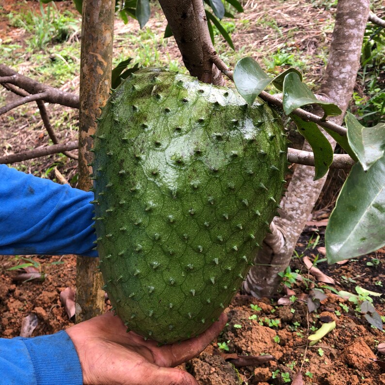 Giant Soursop live Fruit Tree 34 Feet tall Etsy Giant Soursop live Fruit Tree 34 Feet tall Etsy