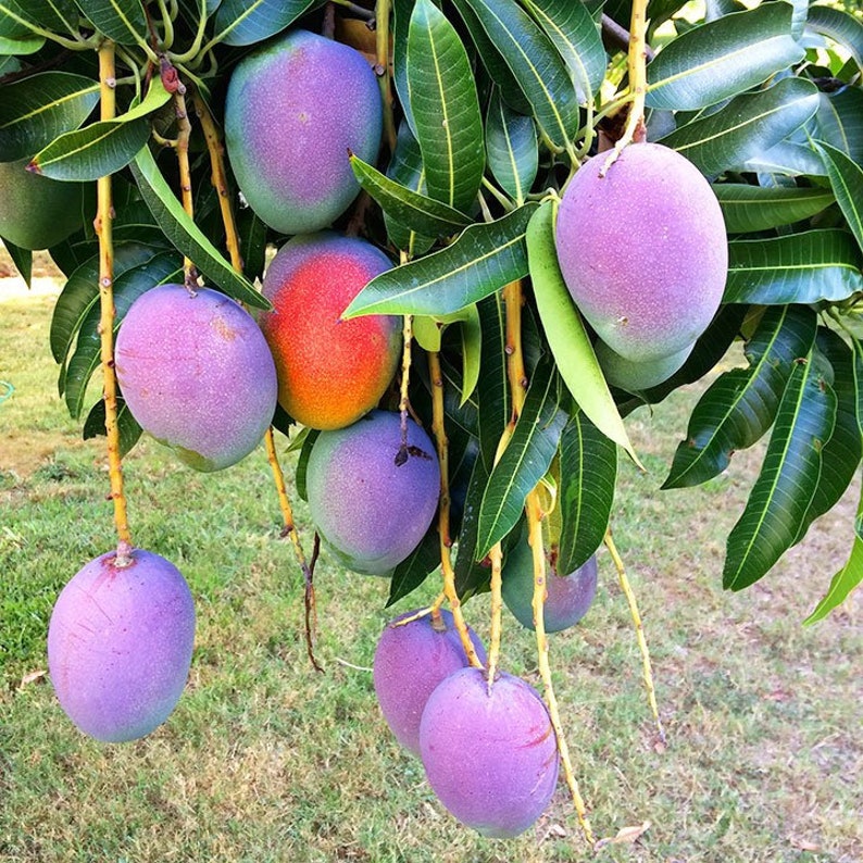 Mango KENT tropical fruit tree 1224 Etsy