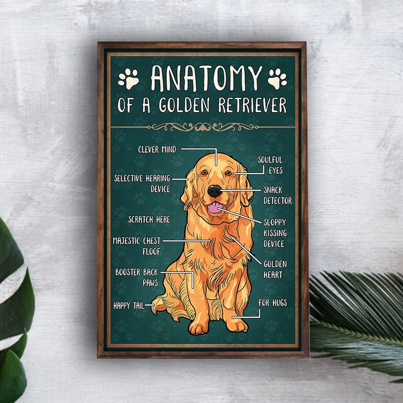 Anatomy Of A Golden Retriever Dog Lovers Poster Wall Art Print | Etsy