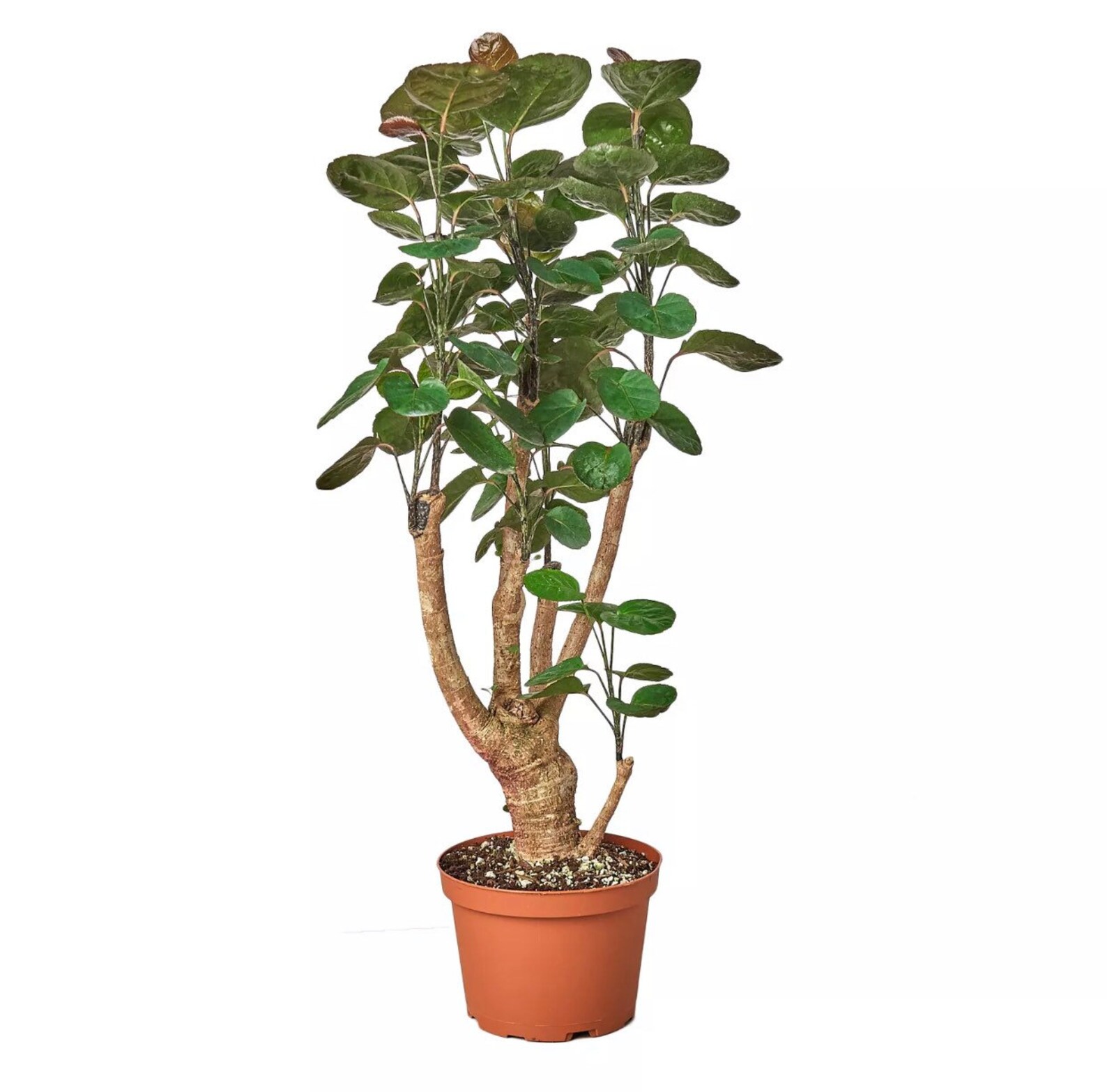 Aralia Fabian Stump Polyscias Scutellaria 6 Pot image 0.
