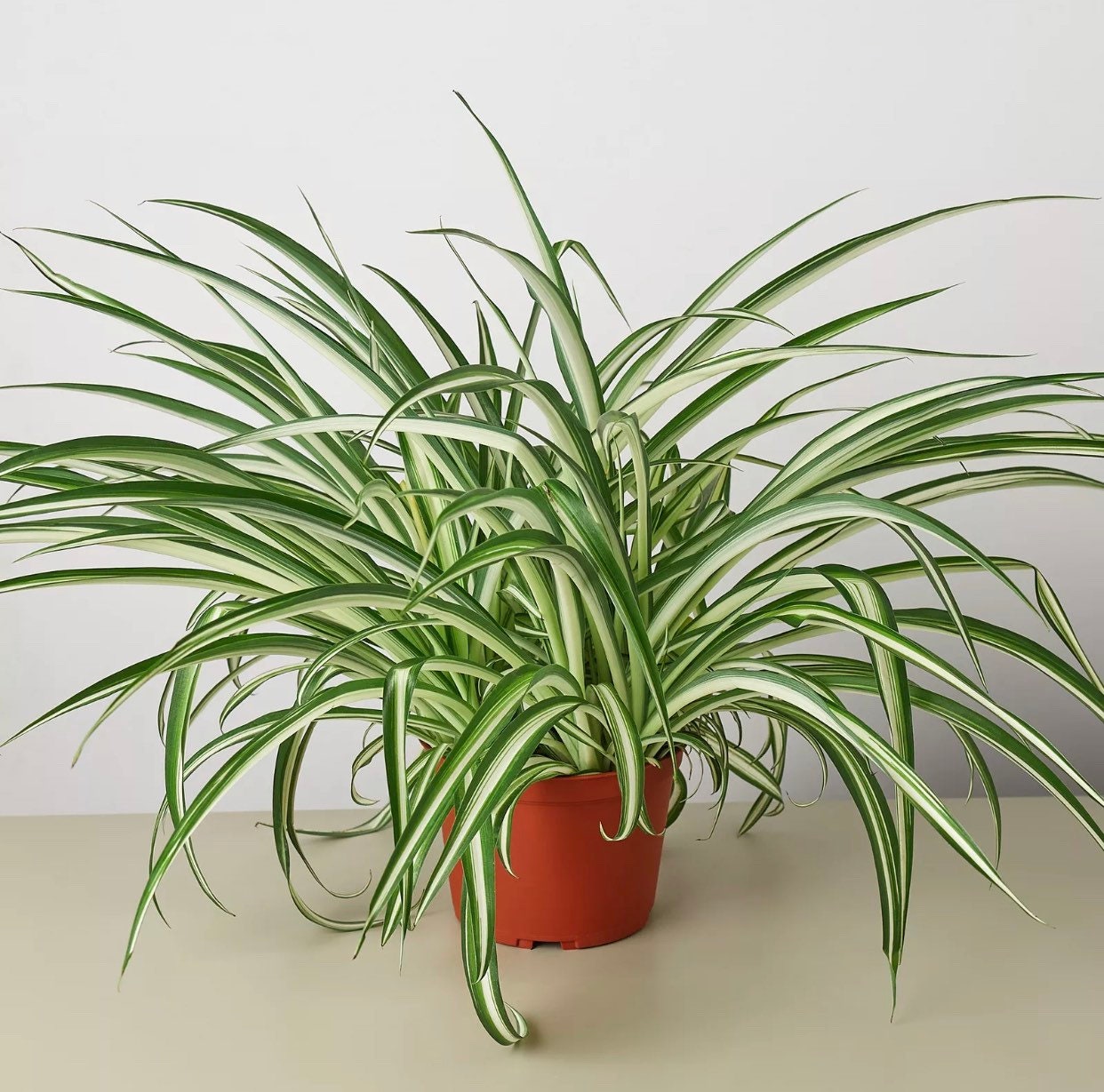 How Much Light Does Spider Plant Need