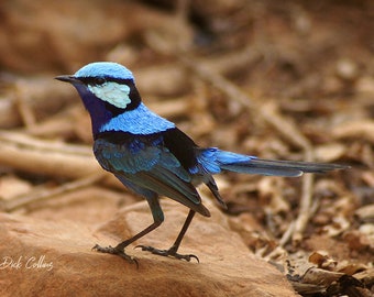 ONE Enamel Variegated Fairywren Brooch Blue Wren