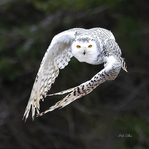 SNOWY OWL #3 ready to hang Dye Sublimation Photo /Wildlife photo / Wild Bird Print / Owl photo / Nature Wall Art / American Birds / Snow Owl