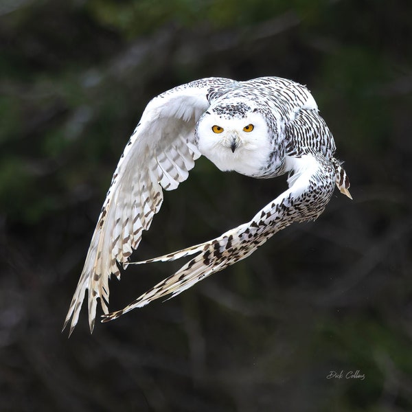 Snowy Owl - Etsy