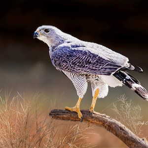 May include: A hawk perched on a branch, captured in a nature photograph. The bird has a gray head and back, with dark blue and white patterned wings. Its legs are yellow, and it is perched on a brown branch against a blurred background.