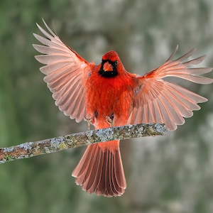 Northern Cardinal Touchdown - Ready to hang photo