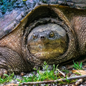 May include: A close-up of a snapping turtle with its head and neck extended, showing its large eyes and textured skin. The turtle is partially submerged in water and surrounded by green grass.