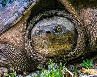 COMMON SNAPPING TURTLE  ready to hang high res. Dye Sublimation print / Snapper / Turtle Portrait