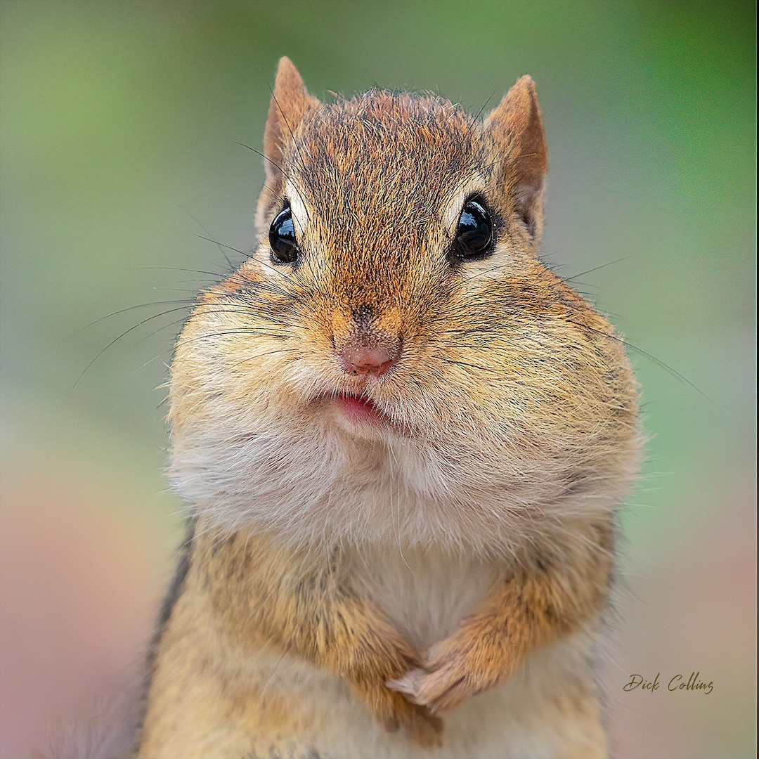 Eastern Chipmunk #01A Ready to Hang High Def. Dye-sublimation Print - Etsy