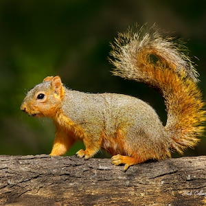 May include: A brown and gray squirrel with a bushy orange tail sits on a tree branch. The squirrel is looking to the left of the image.