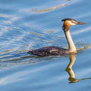 GREAT CRESTED GREBE - Ready to hang Dye Sublimation photo
