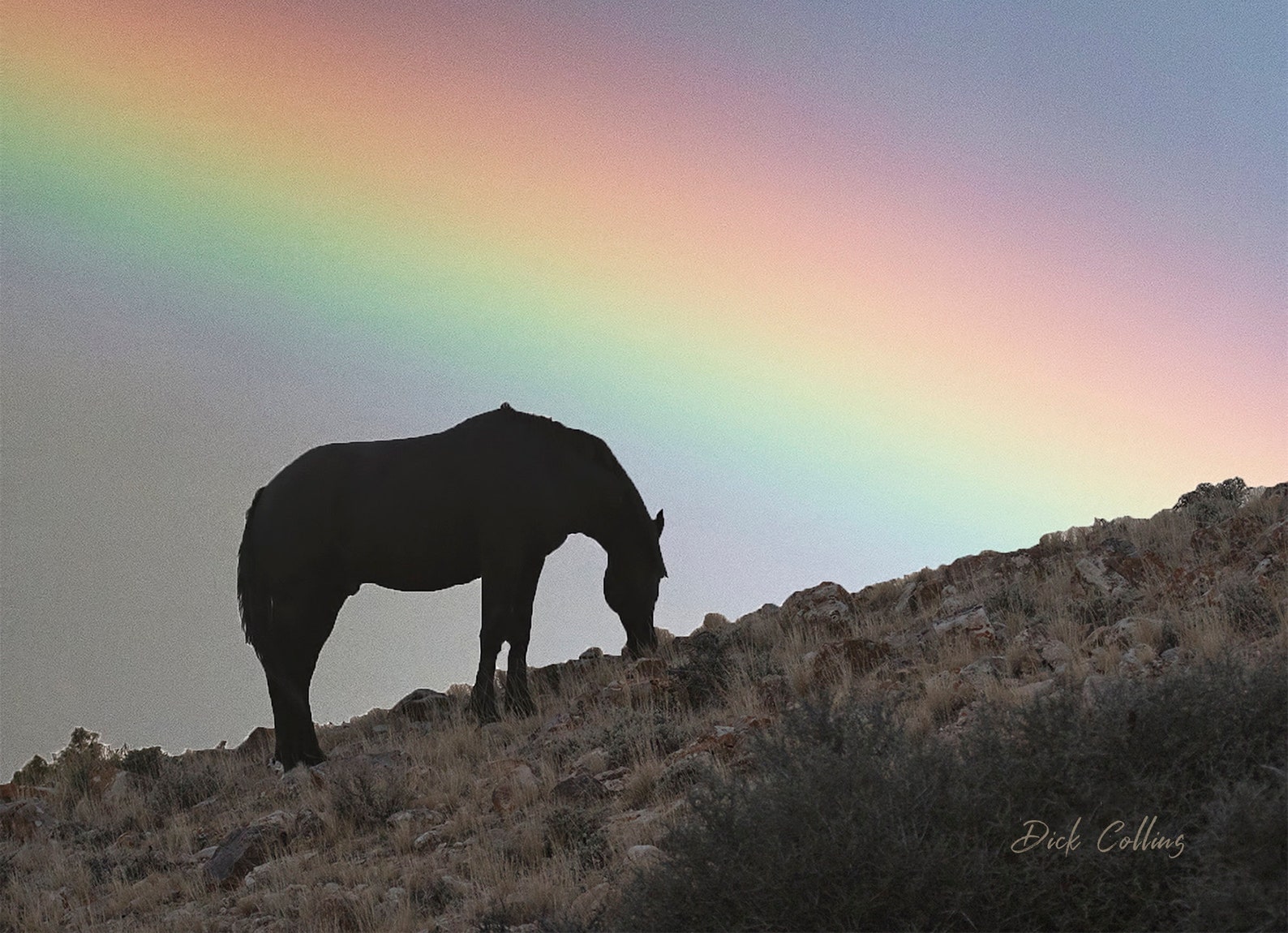HORSE AND RAINBOW Ready to Hang Photo Etsy