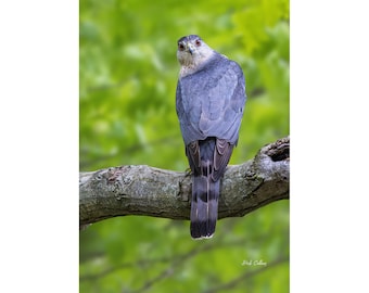 COOPER'S HAWK ready to hang photo