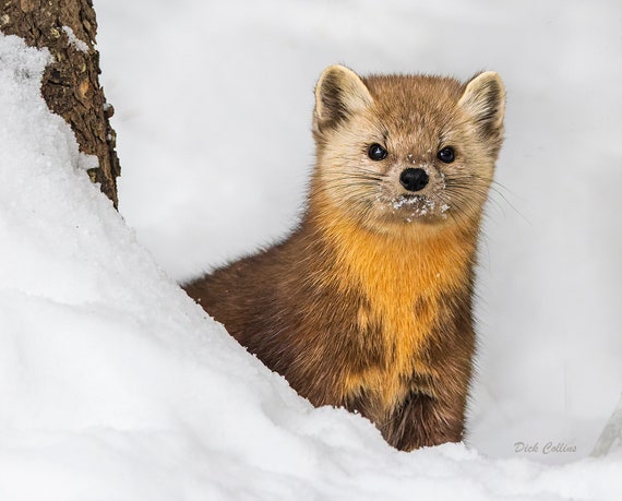 American pine cheap marten