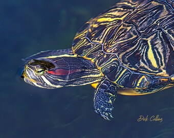 Red Eared Slider - Etsy