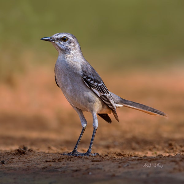 NORTHERN MOCKINGBIRD  ready to Hang Dye sublimation print