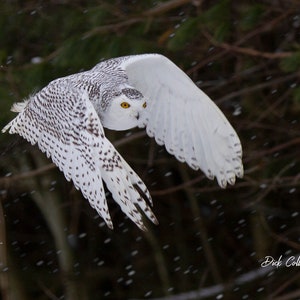 SNOWY OWL  ready to hang Dye Sublimation Photo /Wildlife photo / Wild Bird Print / Owl photo / Nature Wall Art / American Birds / Snow Owl