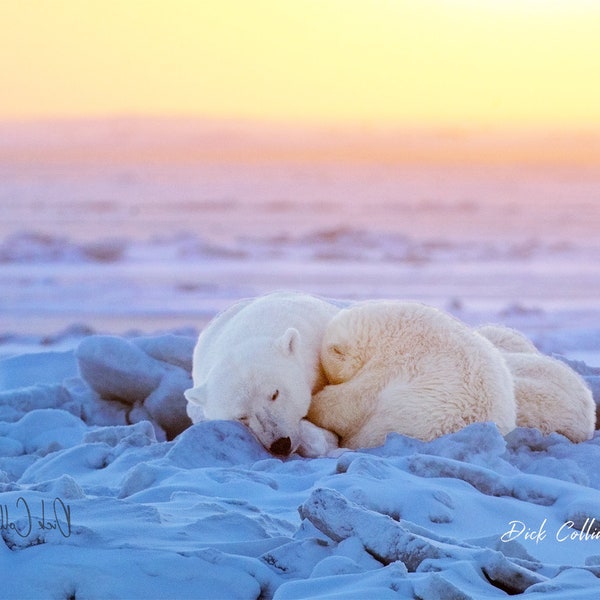 POLAR BEARS SLEEPING- Ready to hang dye sublimation print