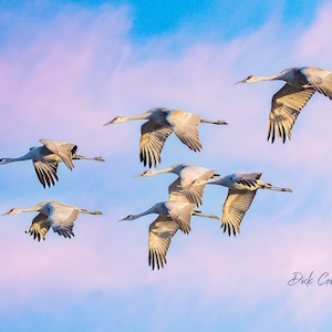 GRÚAS SANDHILL AL ATARDECER Foto lista para colgar