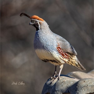 GAMBEL'S QUAIL ready to hang print