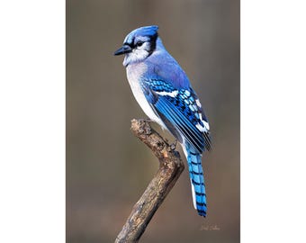 May include: A blue jay bird with a crest of feathers perched on a branch. The bird has a white chest and blue wings with black markings.