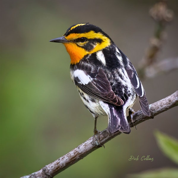 Blackburnian Warbler ready to Hang Dye sublimation Photo / Wild Bird wall art / Spring / Wildlife photography / Bird Photo