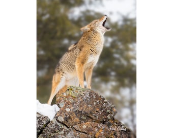 Coyote #01A Howling  - Ready to hang dye sublimation print