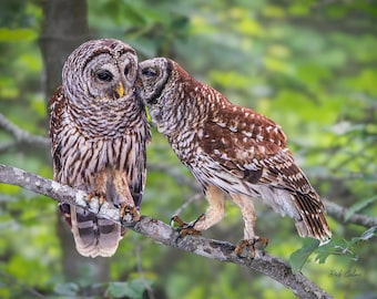 BARRED OWL #06A PAIR ready to hang Dye Sublimation Photo /Wildlife photo / Wild Bird Print / Owl photo / Nature Wall Art / American Birds