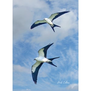 May include: Two black and white kites fly against a bright blue sky with white clouds. The kites have long tails.
