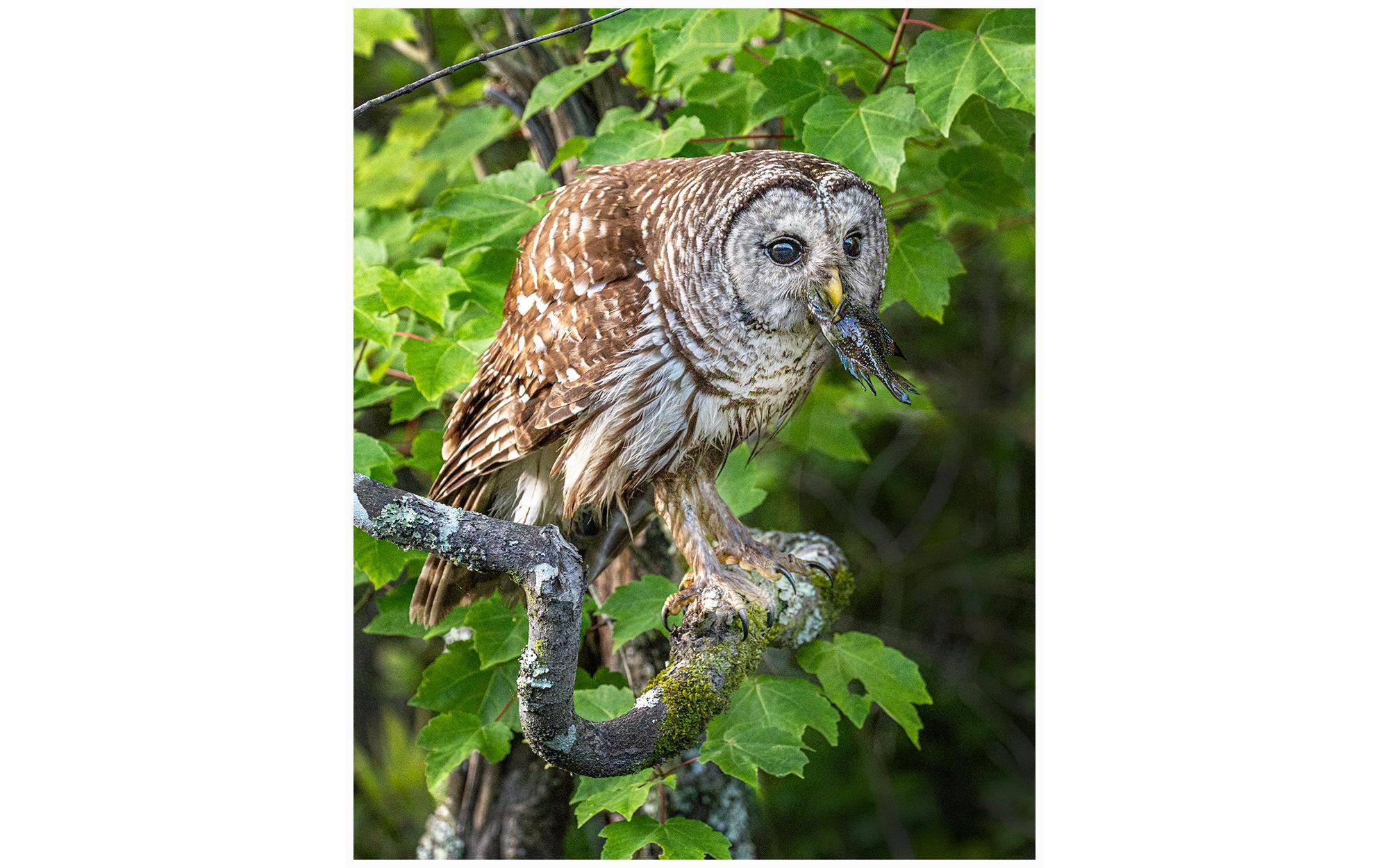 BARRED OWL #10A Eating a Fish ready to hang Dye Sublimation Photo /Wildlife photo / Wild Bird Print 