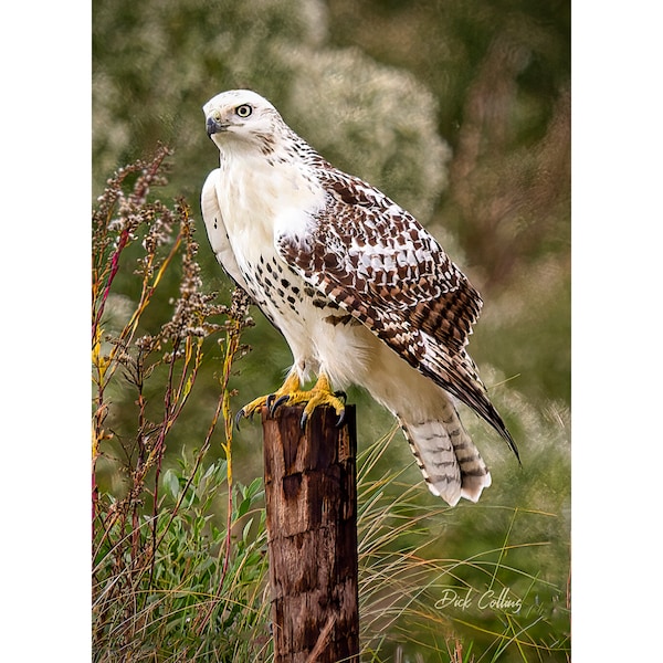 RED-TAILED "Krider's" HAWK ready to hang photo