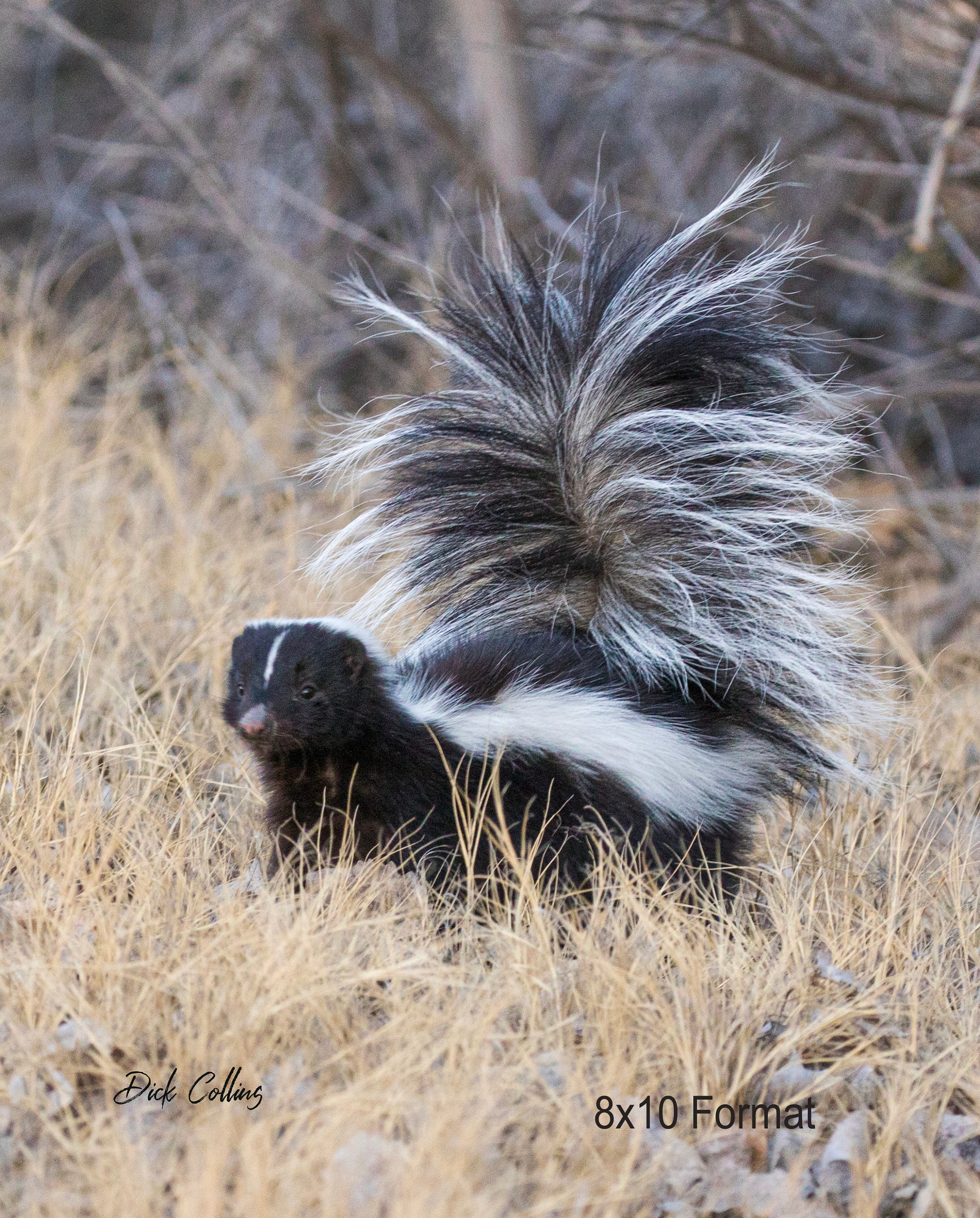 Striped Skunk #01A Ready to Hang Photo - Etsy