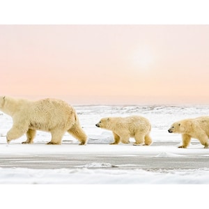 Polar Bear #19A Trio at Sunrise  Ready to Hang Print.