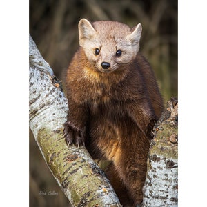 AMERICAN PINE MARTEN  #02a ready to hang dye-sublimation photo / weasel /predator / small cute mammal / mustelid / pine martin / fur trade