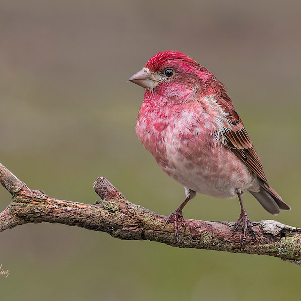 PURPLE FINCH Ready to hang Dye Sublimation photo