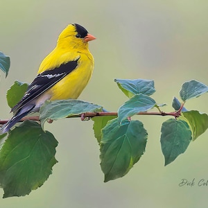 American Goldfinch - Ready to hang photo.