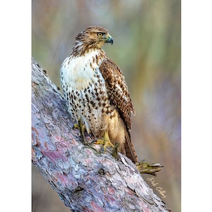 RED-TAILED HAWK on Tree ready to hang photo