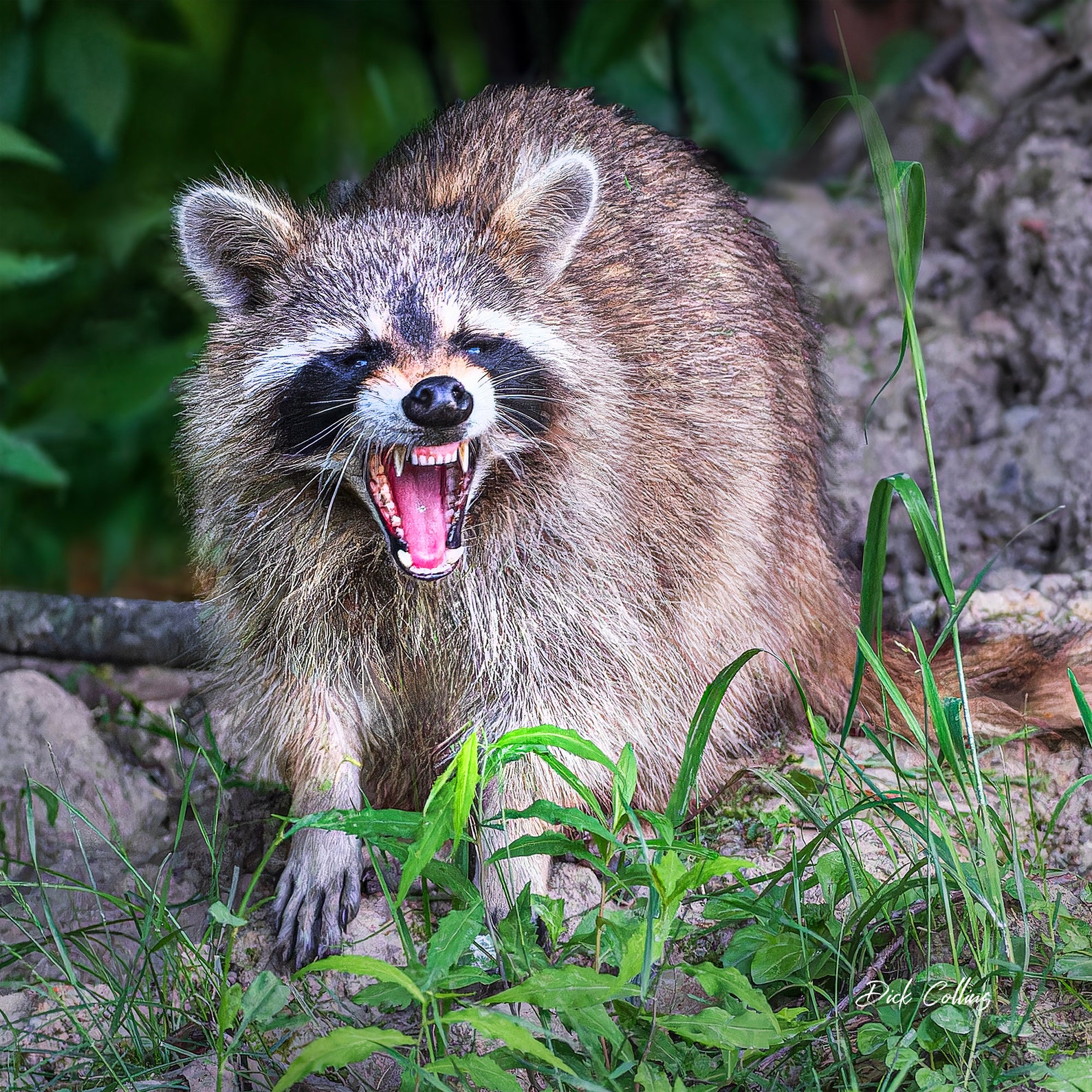 RACOON SMILING #03A - Ready to Hang Photo - Etsy