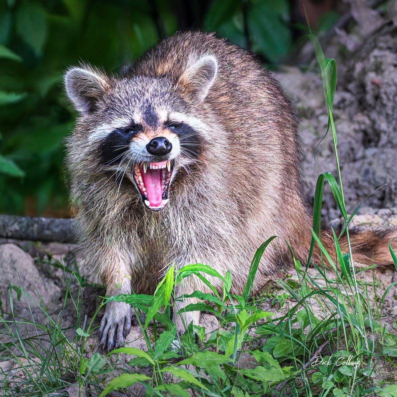Ferocious Raccoon RACOON SMILING #03A - Ready to Hang Photo - Etsy